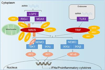 Induction and Suppression of Innate Antiviral Responses by Hepatitis A Virus